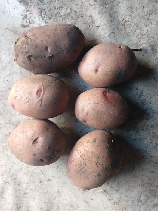 Картопля велика їстівна"Княжна" і посадкова "Лабела"