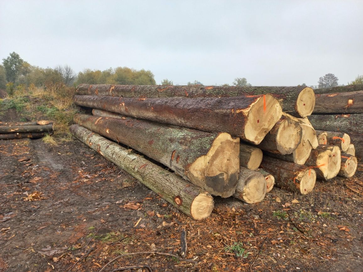 Jodła tartaczna  BUK tartaczny dłużyca  drewno tartaczne