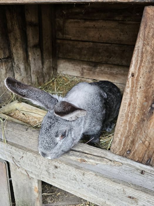 Królik Króliki mieszańce po Belgu Olbrzymie