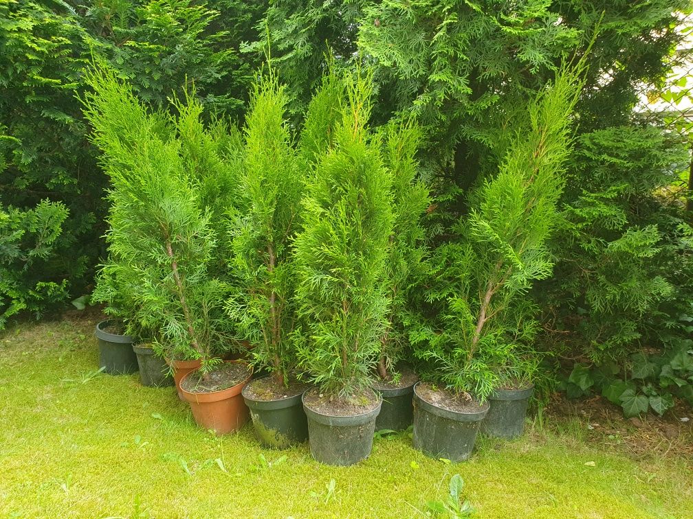 Tuja szmaragd 90cm