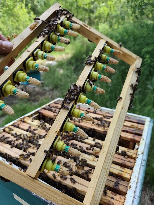 Odkłady pszczele 5 ramkowe