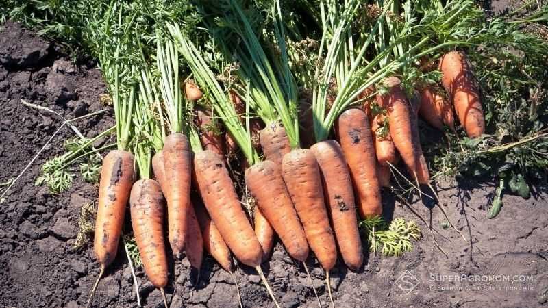 Домашня соковита морква