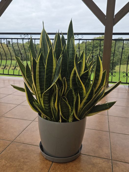 Kwiat doniczkowy sansevieria (kwiat szable)