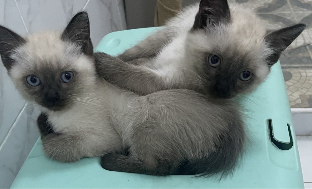 тайські кошенята, народжені 24.08.2025