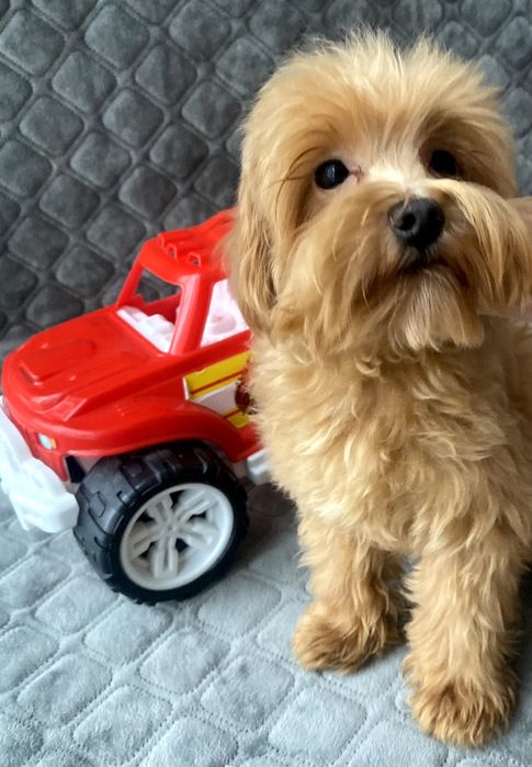 Мальтіпу хлопчик F1