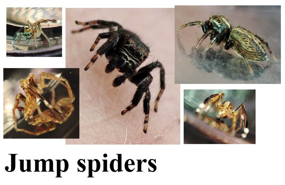 Skakun, skakuny, jump spiders