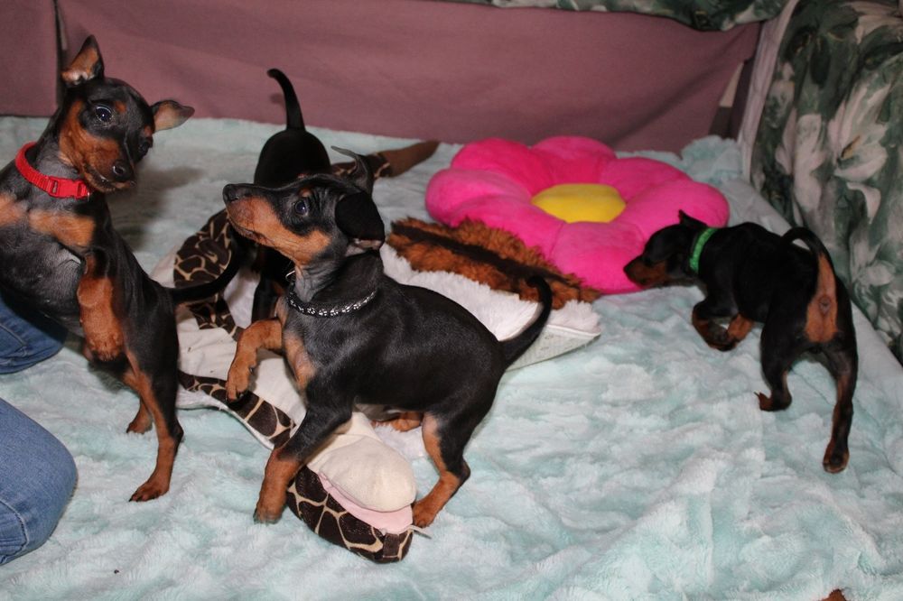 Pinczer miniaturowy FCI