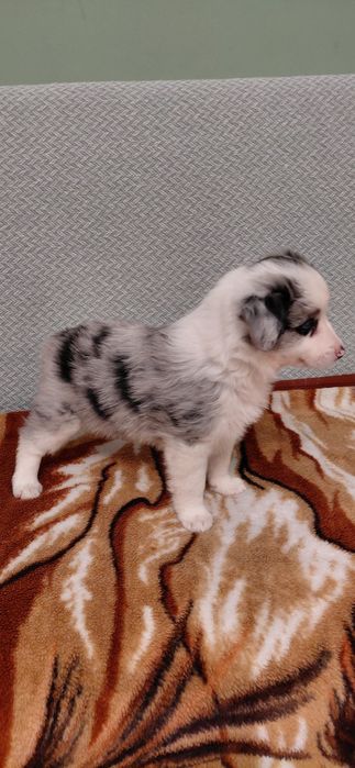 Suczka Border Collie