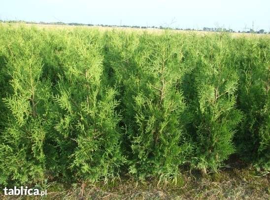 Thuja Tuja BRABANT wys. 140-160 cm. 20zł/szt RABATY!!