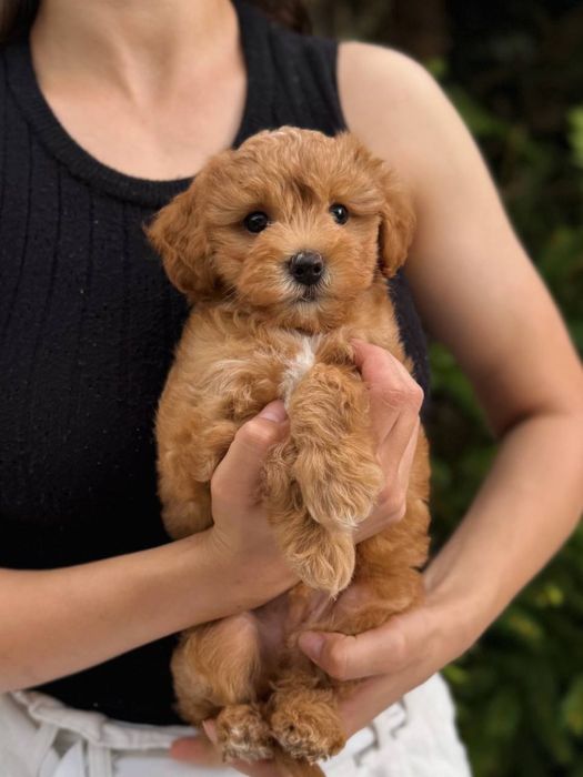 Хлопчик міні мальтіпу ф1