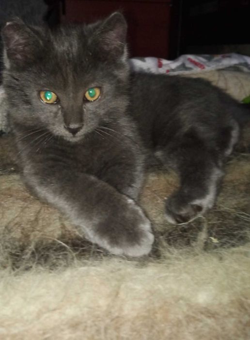 Котеня хлопчик в добрі руки