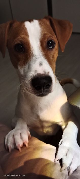 В'язка Джек Рассел Тер'єр