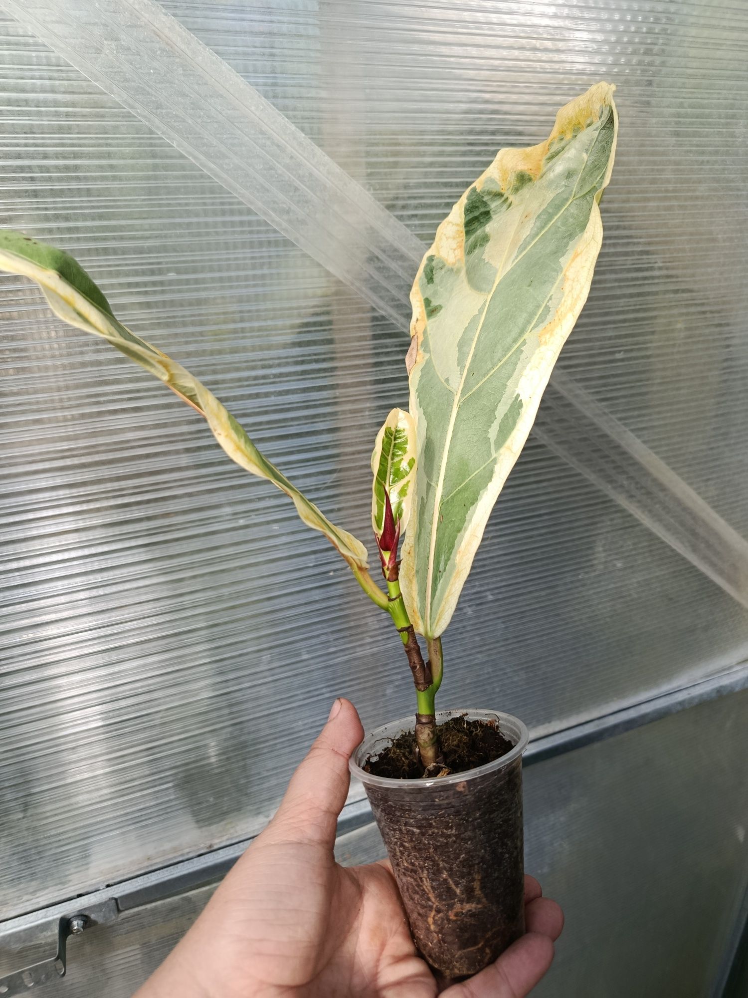 Фікус ficus lyrata variegata
