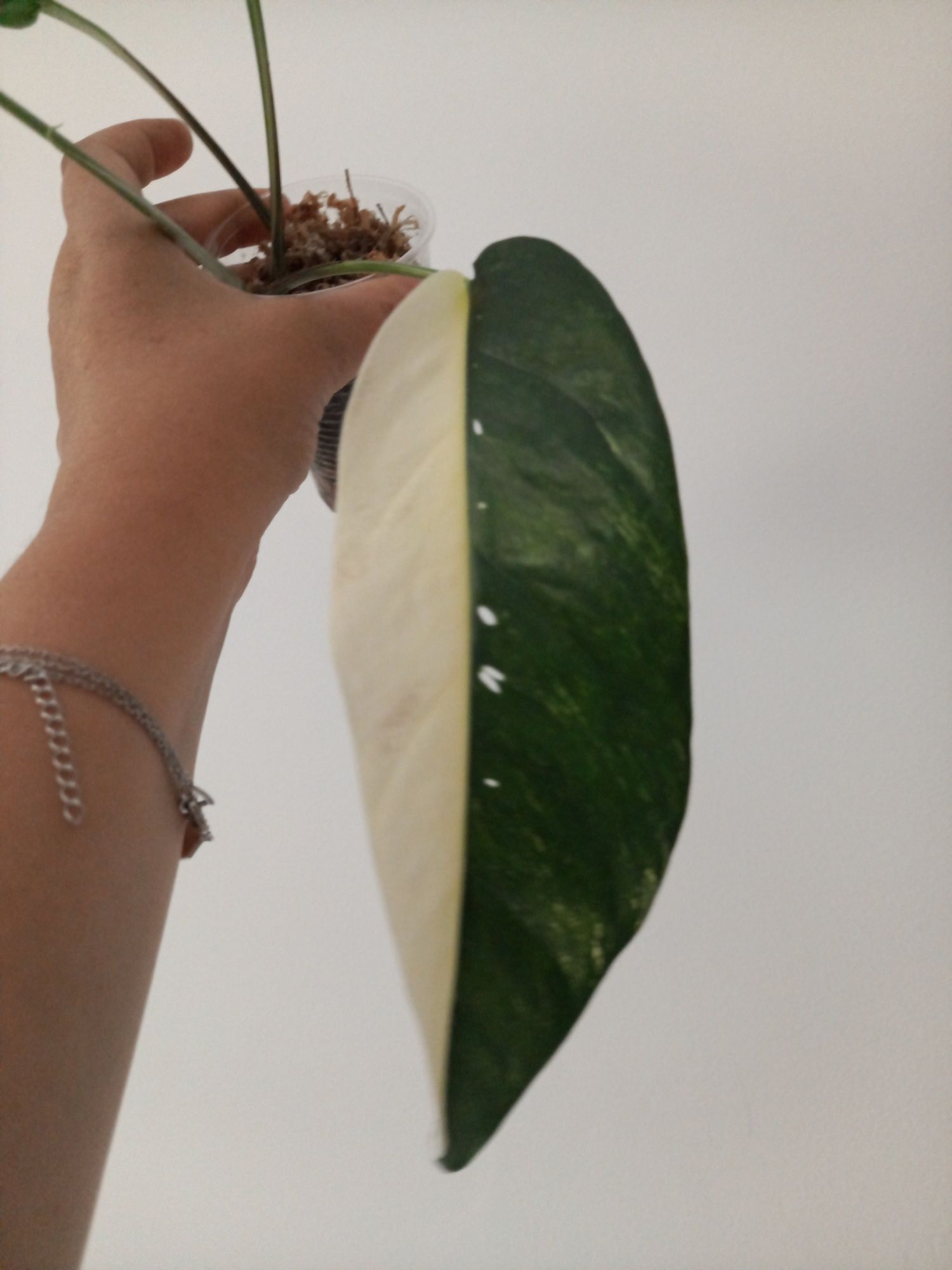 Epipremnum Pinnatum Variegata