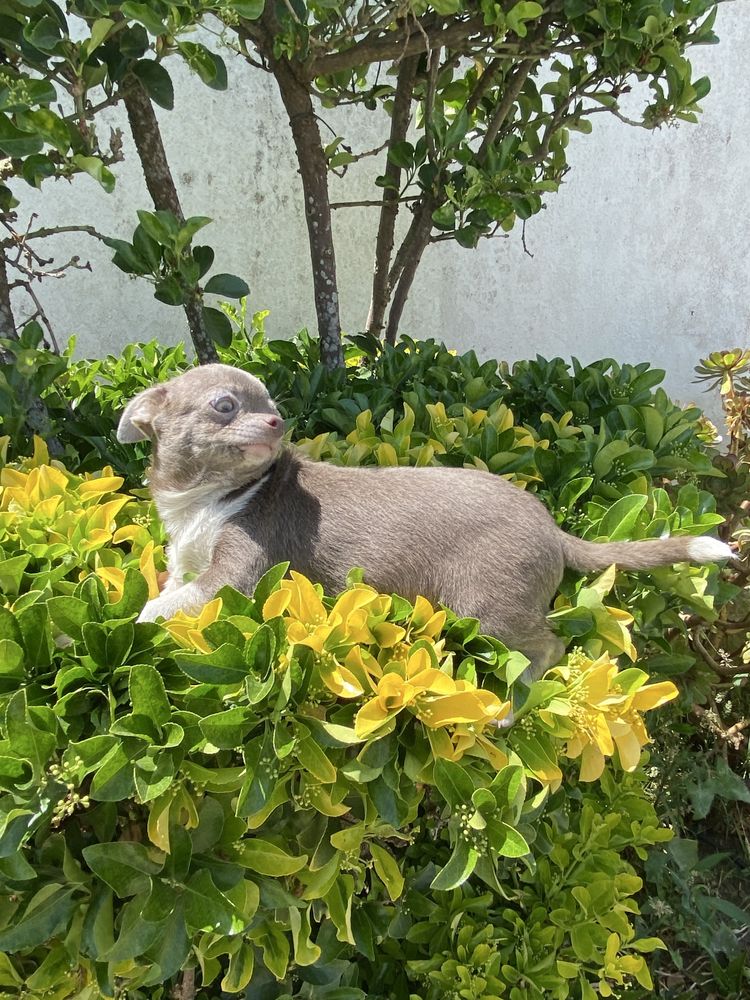 Chihuahua. macho super top