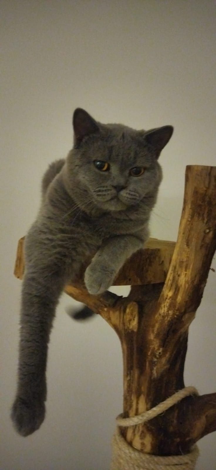 Gato Scottish fold