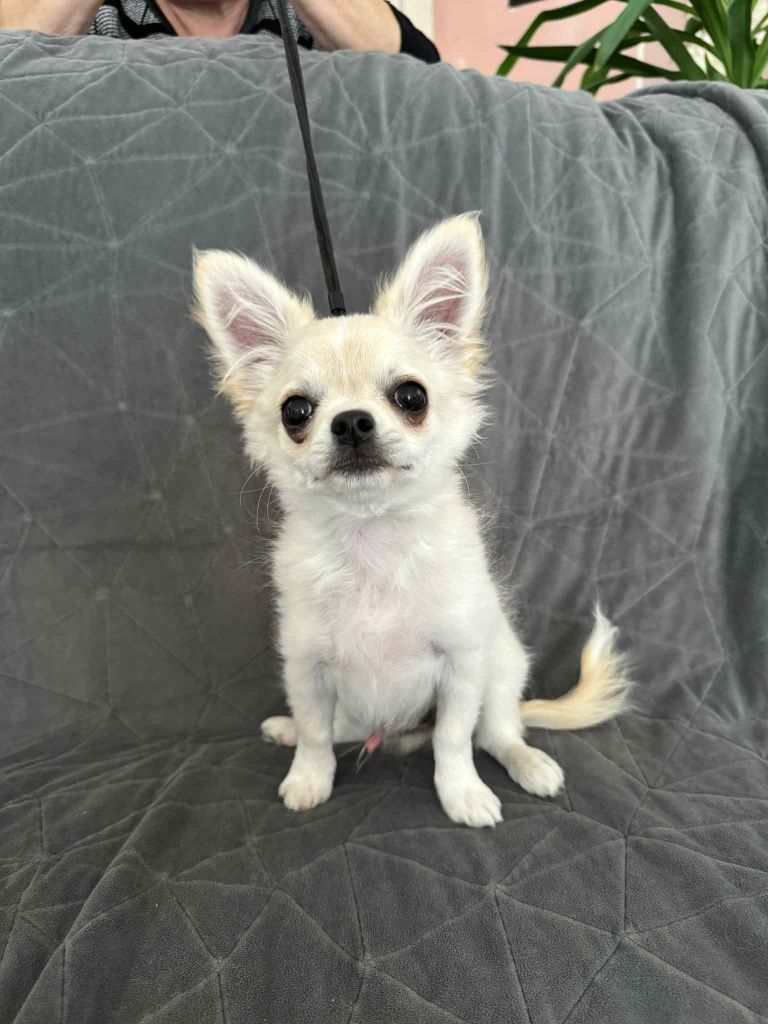 Chlopiec Chihuahua 4msc Fci