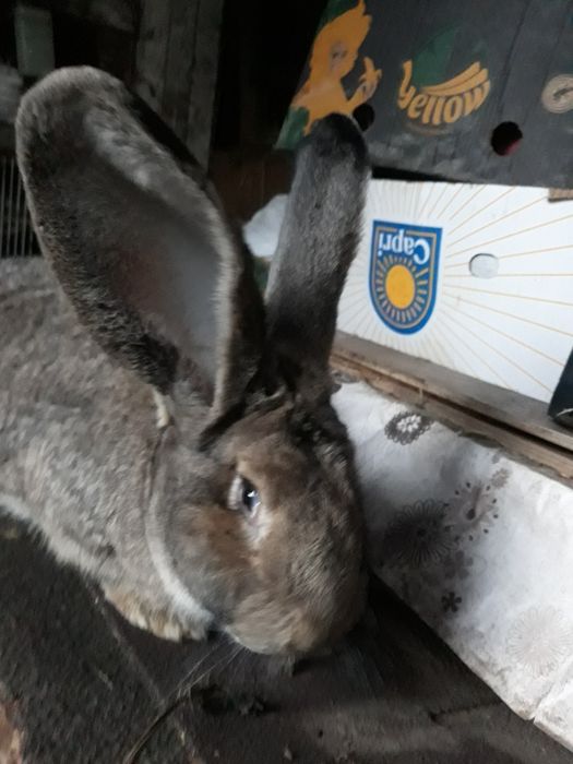 Samce samice olbrzyma belgijskiego cena 220 zł