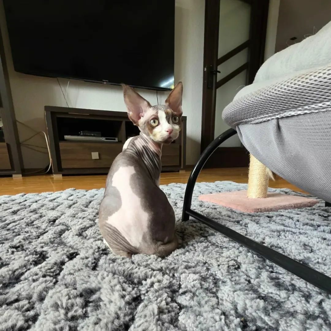 Kocurek Devon Rex