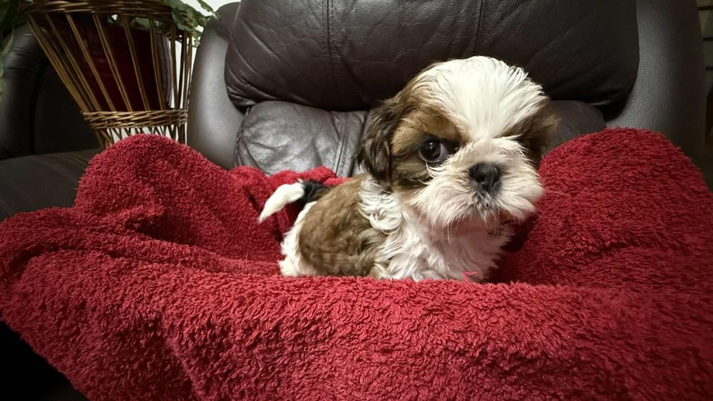 Shih tzu z rodowodem dziewczynka
