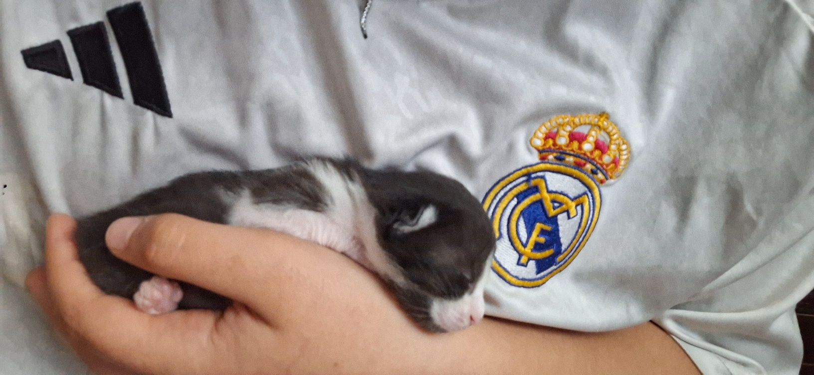 Estou a doar 4 gatinhos pequeninos