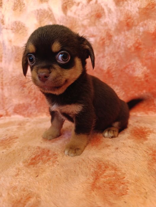 Шоколадний богатир для люблячої родини