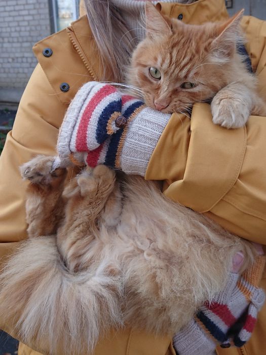 Пушистый рыжий котик ищет дом!