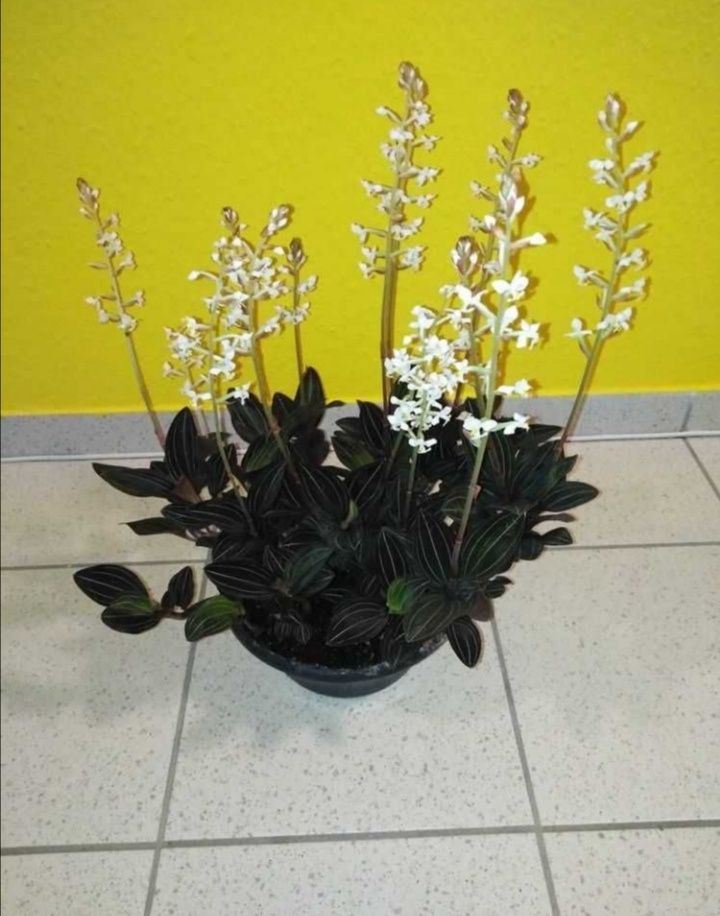 Ludisia discolor, jewel orchid, storczyk kolekcjonerski