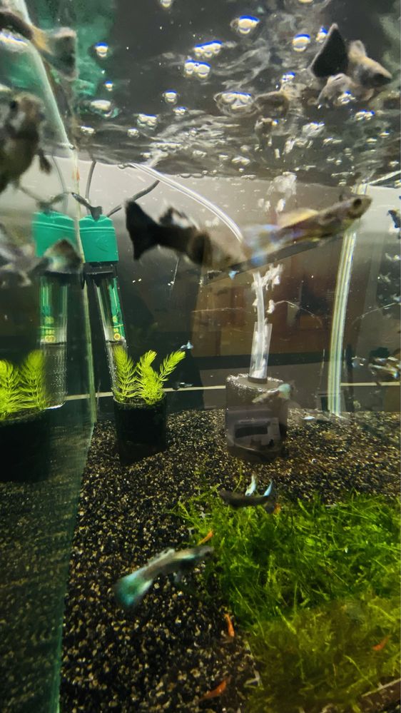 Vendo Guppys e camaroes, criaçao propria