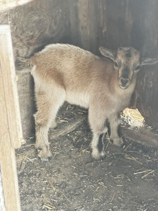 Cabrito macho de raça ana