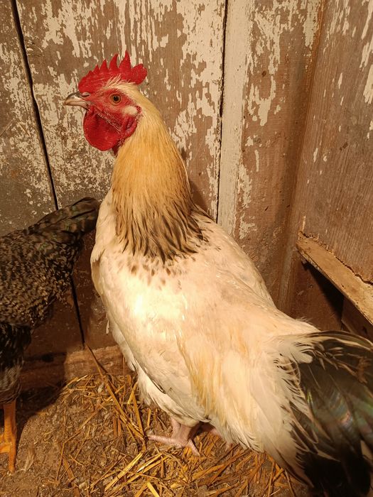 sprzedam młodego koguta