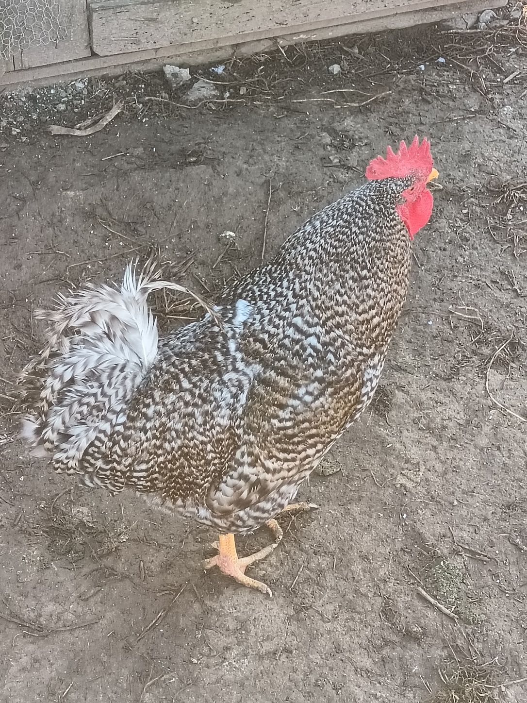 Ovos galados de galinha pedrês portuguesa
