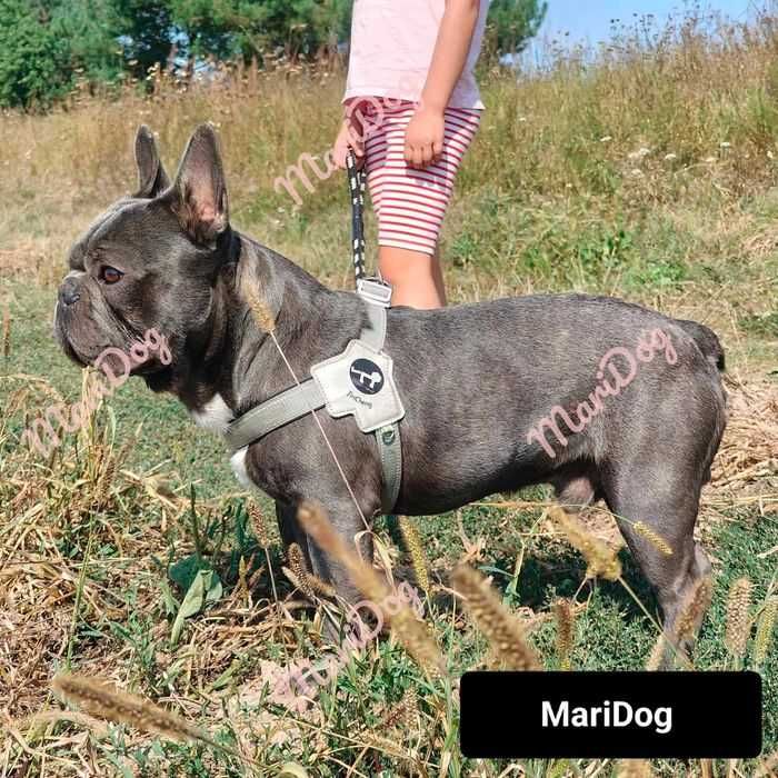 Ostatni do odbioru Buldog francuski BLUE pies piesek rodowód szczeniak