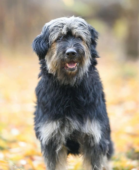 LUI - puszysty olbrzym do pokochania