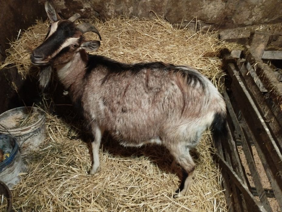 Терміново продається коза.