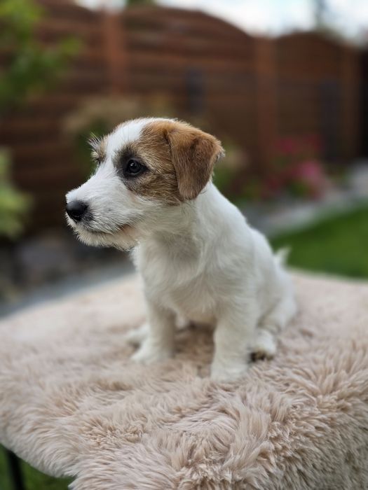 Jack Russell Terrier FCI ZKwP