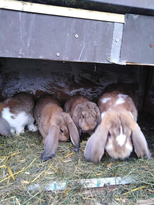 Królik baran francuski z rodowodem