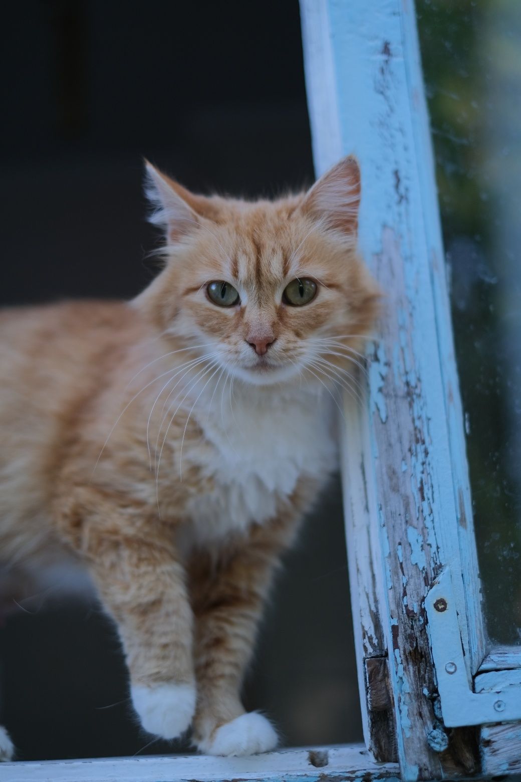 Кошенята в добрі руки