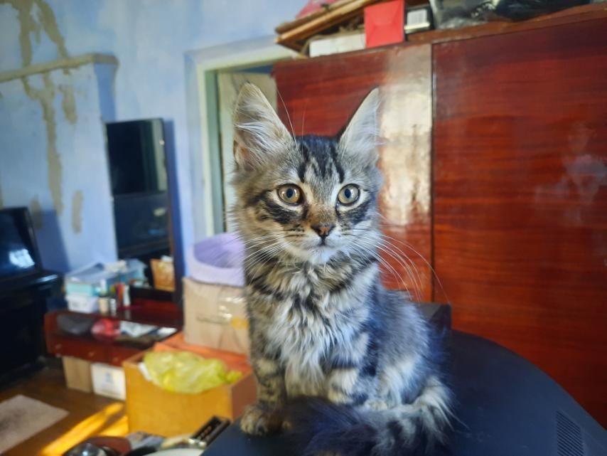 Кошеня шукає дім
