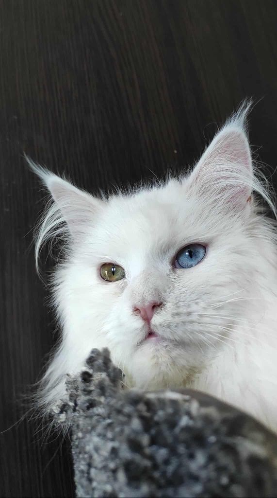 Maine coon Felis Polonia kotka