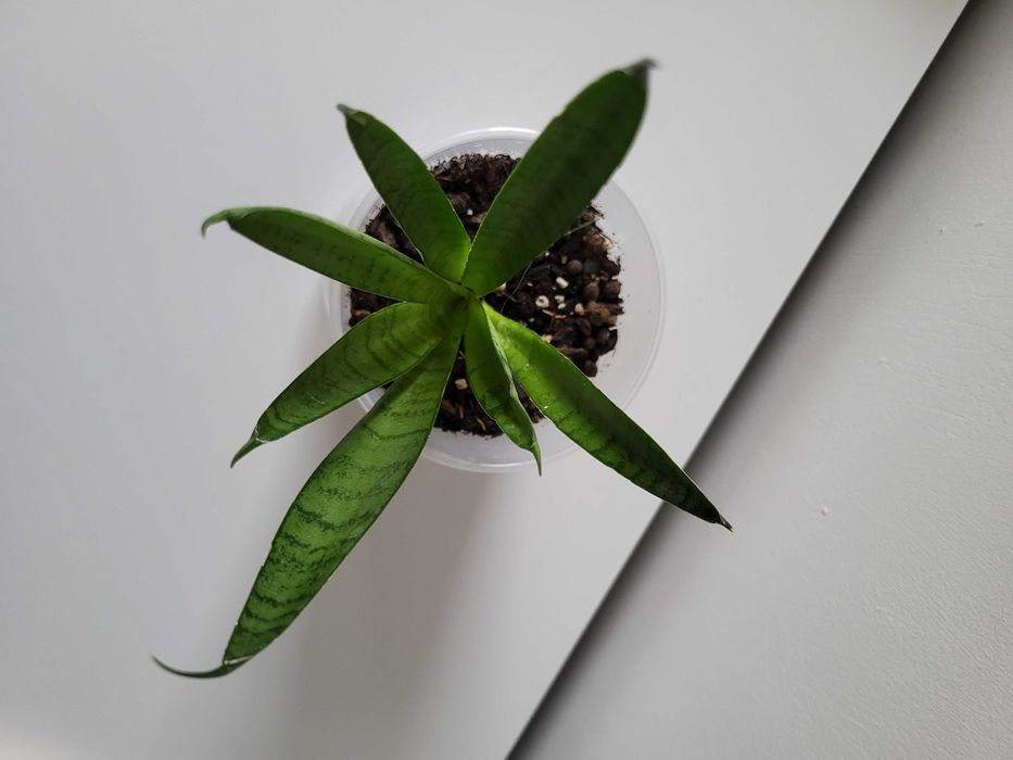 Sansevieria Comet Green Parrot    [nr 3]