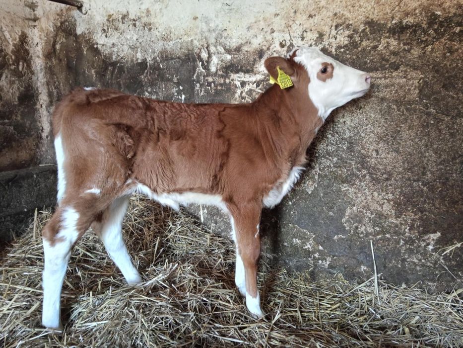 Sprzedam jałówkę simental
