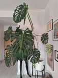 Monstera deliciosa, Wielka,  duża,