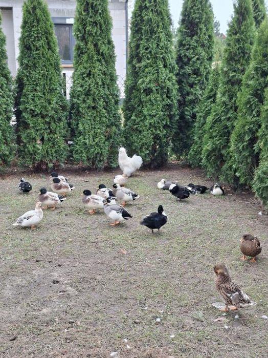 Kury , kaczki , gołąbki diamentowe zmienią woliere