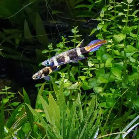 Epiplatys Annulatus