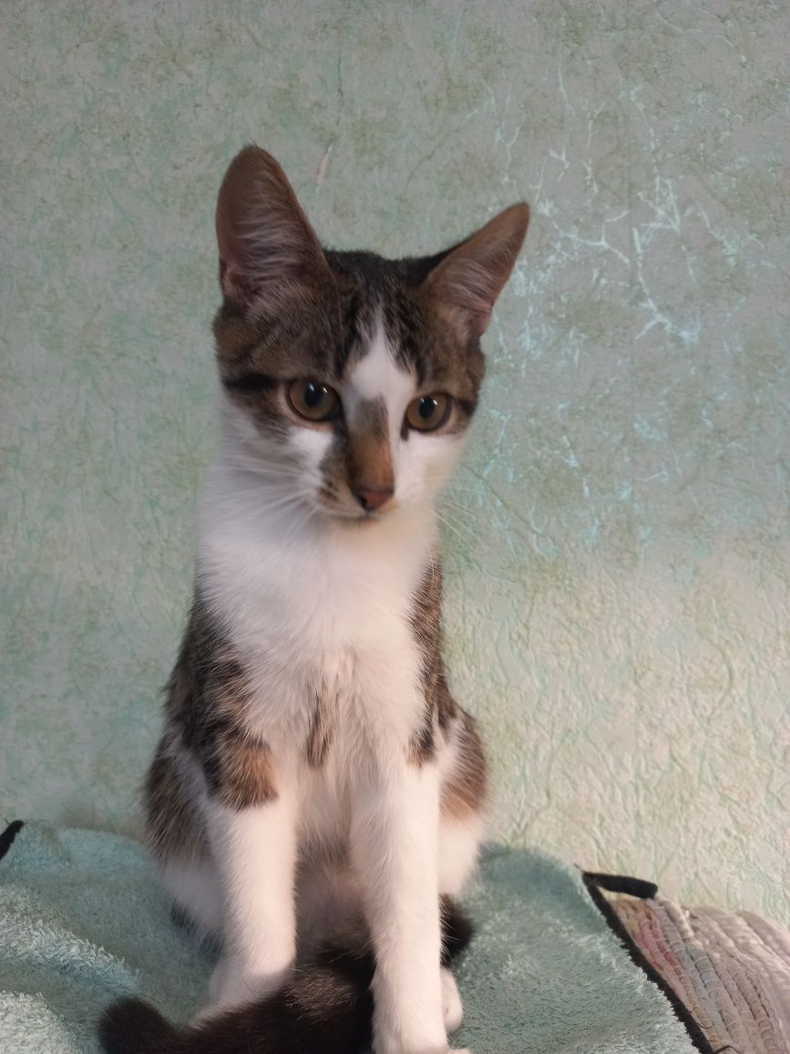Котшенятам потрібен дім!