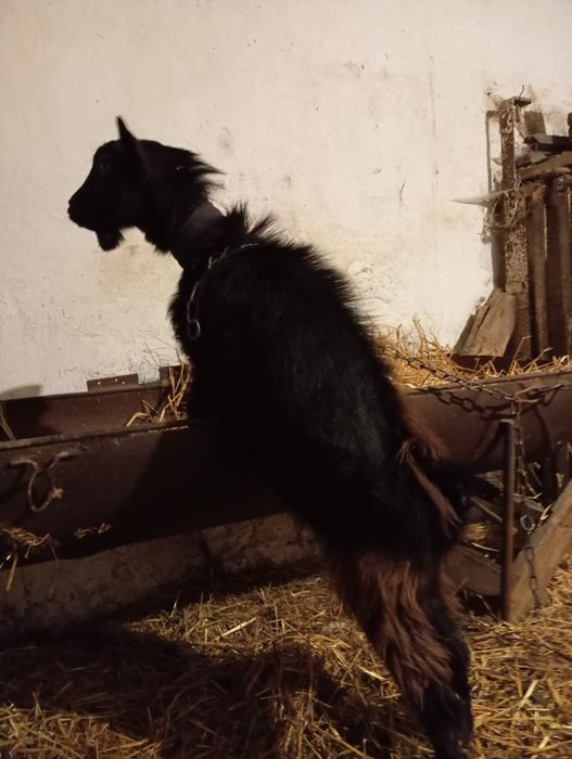 Продається цап. Цап безрогий, спокійний, любить травичку.