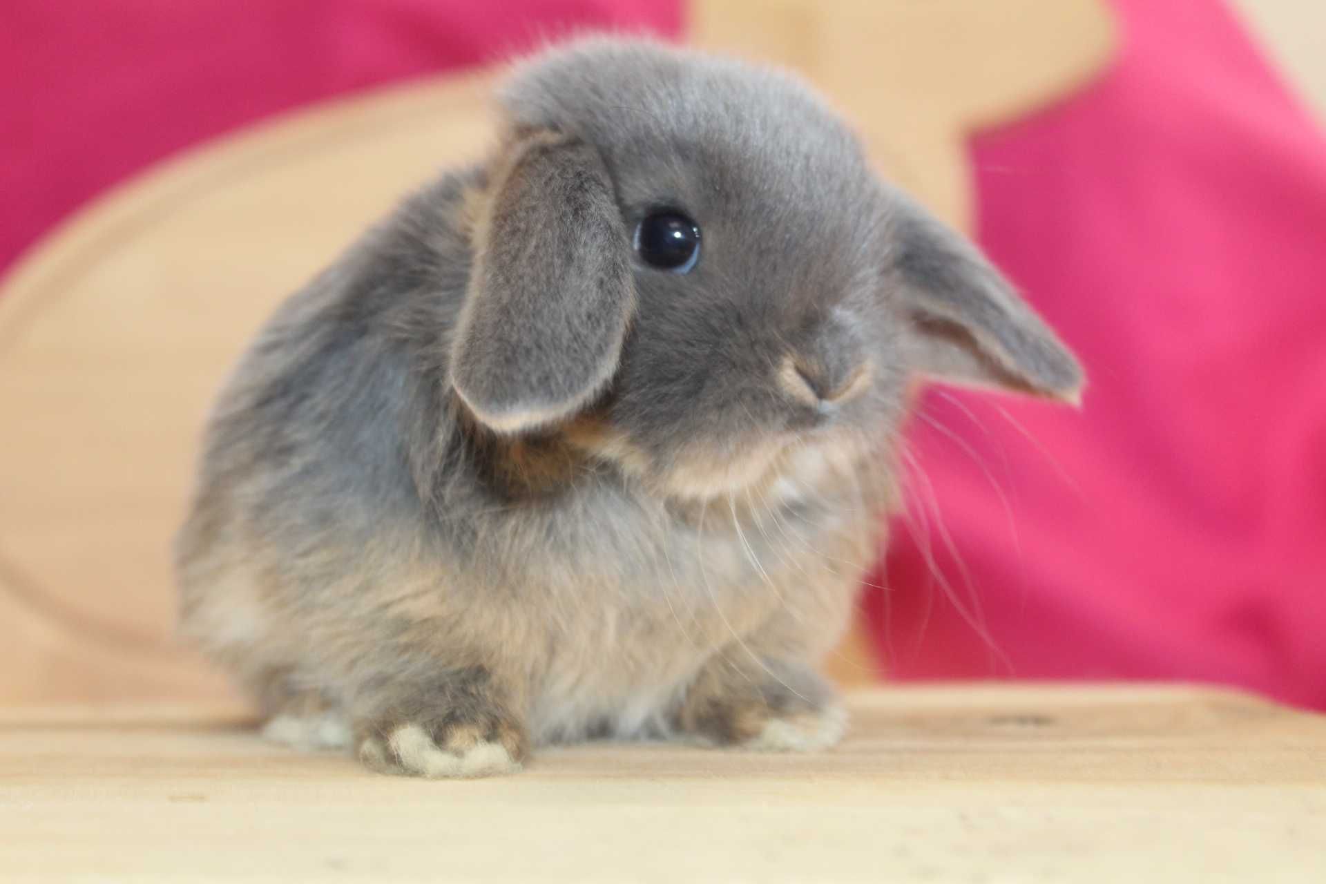 Karzełki Baranki,Karzełek Baran. Rodowód. mini lop. hodowla zarejestro