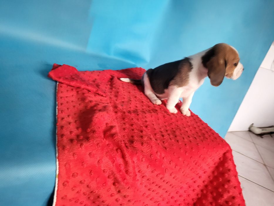 Beagle piesek sprzedam