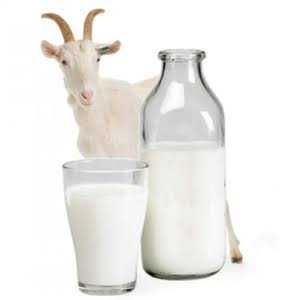 Козине молоко (сир, масло, бринза)